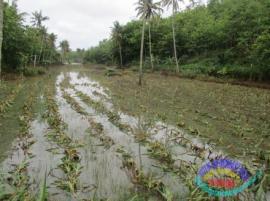 Tahun ini Sebagian Petani Di Desa Hargosari Gagal Panen