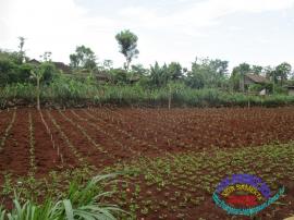 Hujan Mulai Turun Membuat Petani Bernafas lega