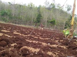 Warga Hargosari Sudah Mulai Bercocok Tanam