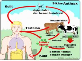 Waspadai Penyakit Antraks yang berbahaya