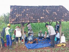 Panen Raya Jagung Kelompok Tani Makmur